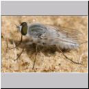 Acrosathe annulata - Stilettfliege m08.jpg